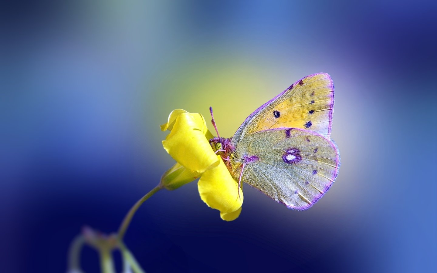 Обои желтый, фон, цветок, бабочка, yellow, background, flower, butterfly разрешение 2560x1600 Загрузить
