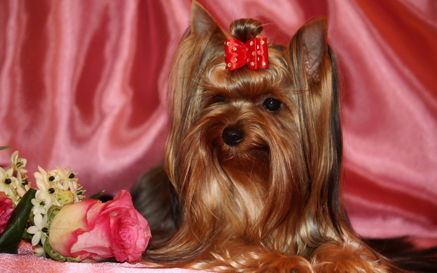 Обои животные, роза, собака, йоркширский терьер, animals, rose, dog, yorkshire terrier разрешение 2560x1600 Загрузить