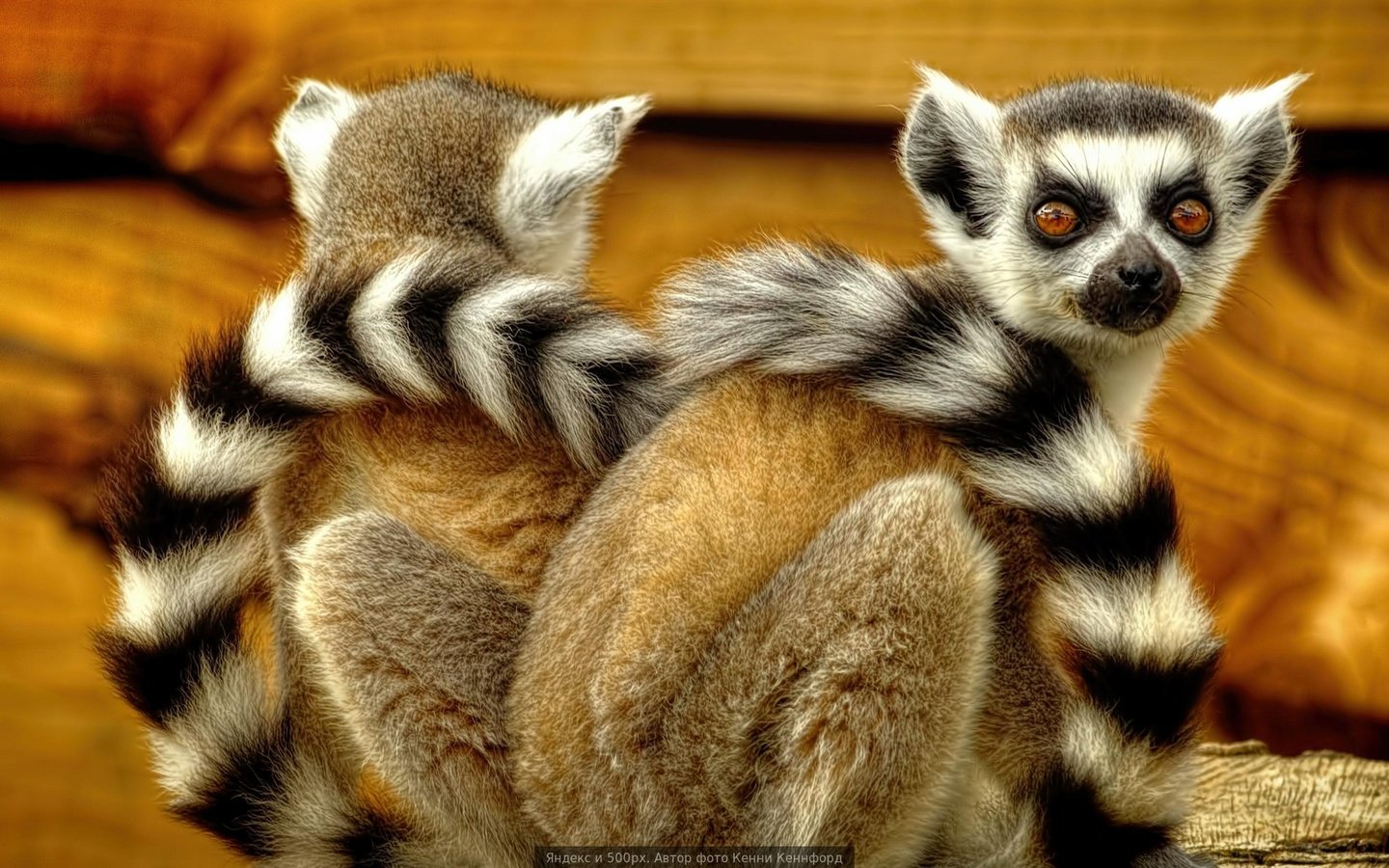 Обои лемуры, лемур, спина к спине, кошачий лемур, катта, lemurs, lemur, back to back, a ring-tailed lemur, katta разрешение 1920x1080 Загрузить