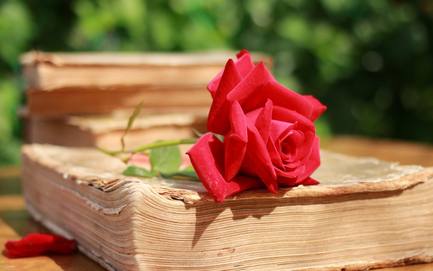 Обои макро, роза, лепестки, красная, книга, страницы, macro, rose, petals, red, book, page разрешение 3400x2280 Загрузить