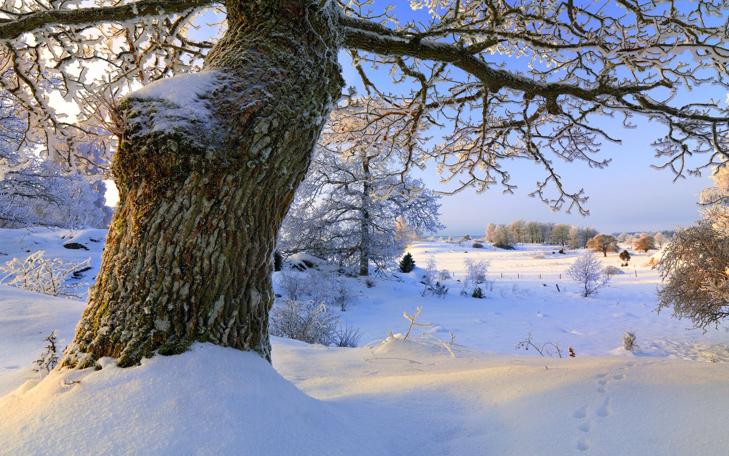 Обои снег, природа, дерево, зима, ветки, snow, nature, tree, winter, branches разрешение 1920x1200 Загрузить