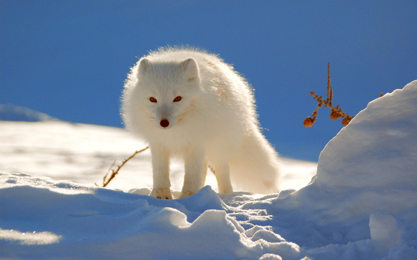 Обои снег, зима, песец, полярная лисица, snow, winter, fox, polar fox разрешение 2560x1600 Загрузить