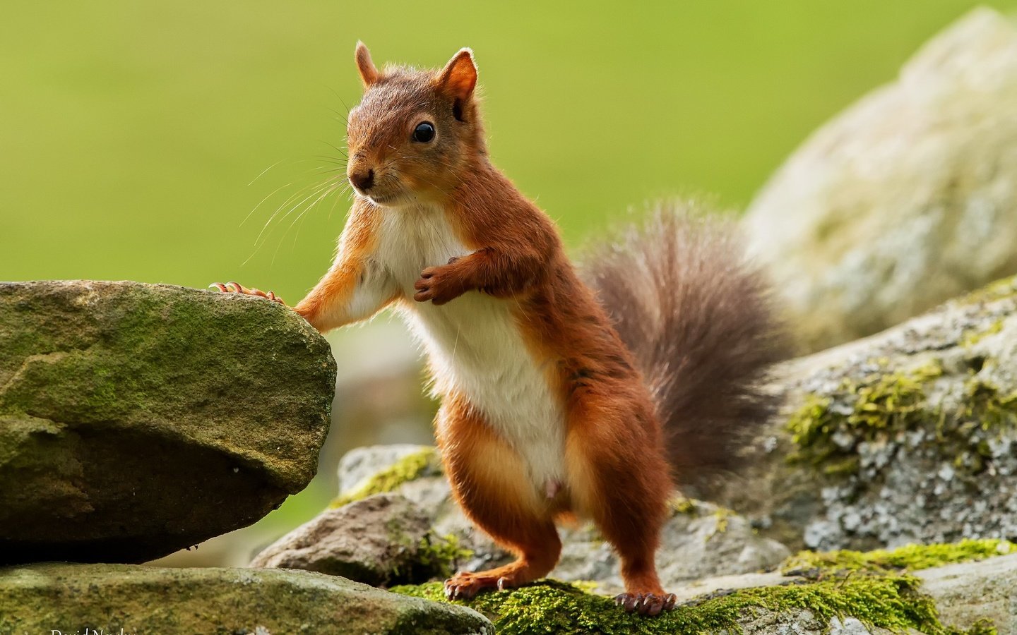 Обои камни, животные, пушистый, мох, белка, хвост, грызун, stones, animals, fluffy, moss, protein, tail, rodent разрешение 1920x1200 Загрузить