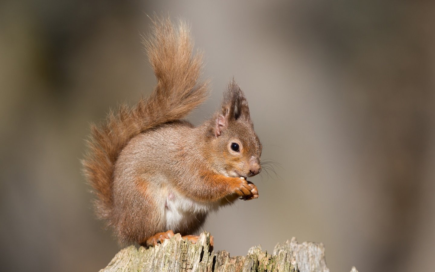 Обои природа, животное, белка, зверек, хвост, пенек, белочка, грызун, nature, animal, protein, tail, stump, squirrel, rodent разрешение 1920x1200 Загрузить