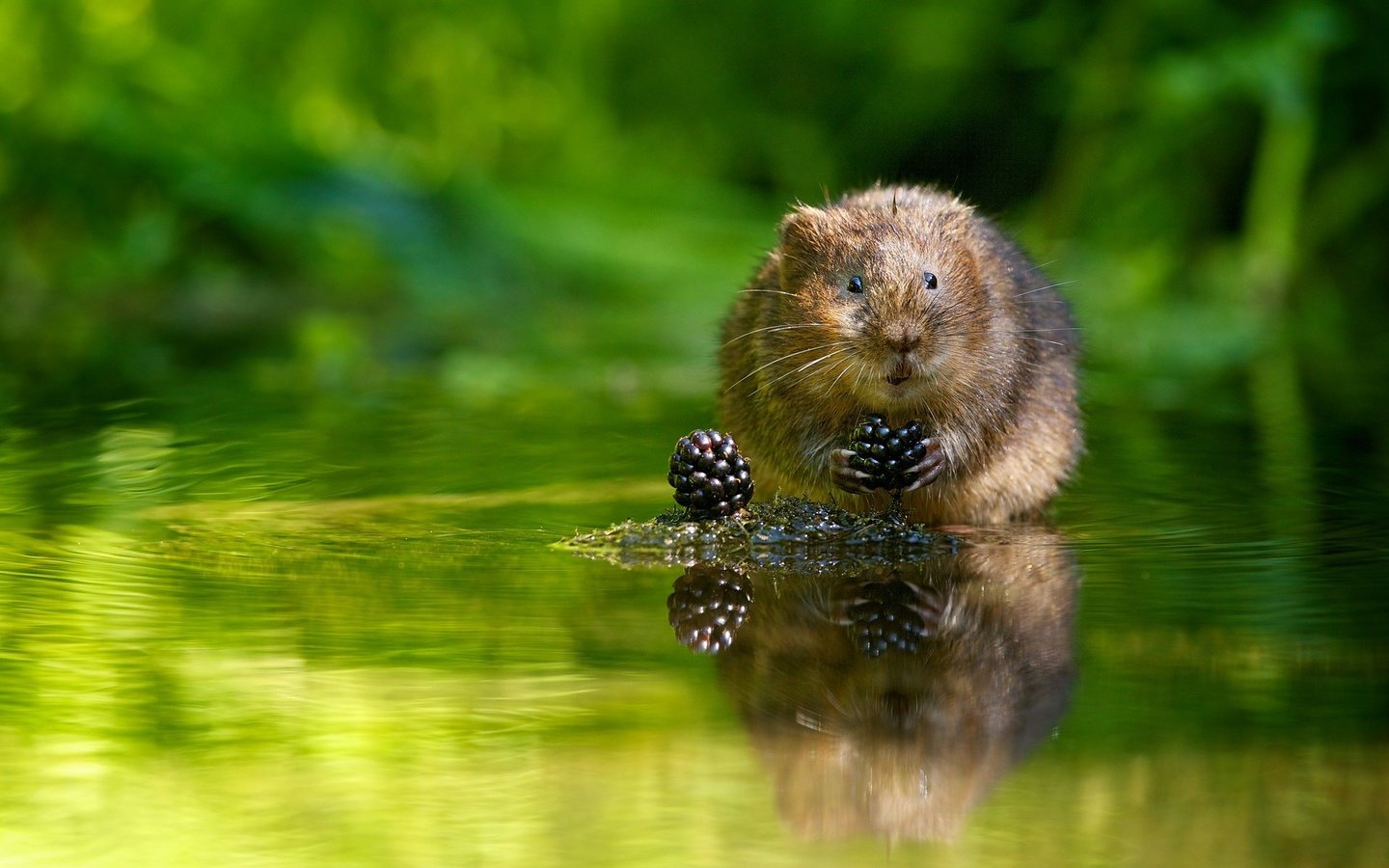 Обои вода, ягоды, ежевика, водяная полёвка, водяная крыса, water, berries, blackberry, water vole, the water rat разрешение 1920x1200 Загрузить