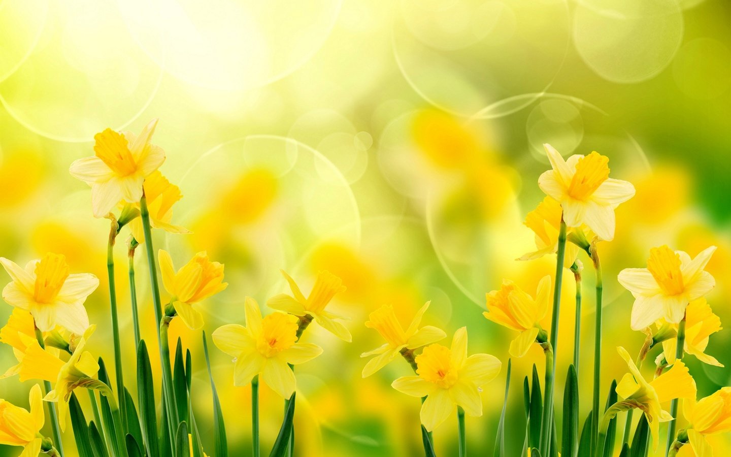 Обои цветы, нарциссы, желтые, flowers, daffodils, yellow разрешение 1920x1200 Загрузить