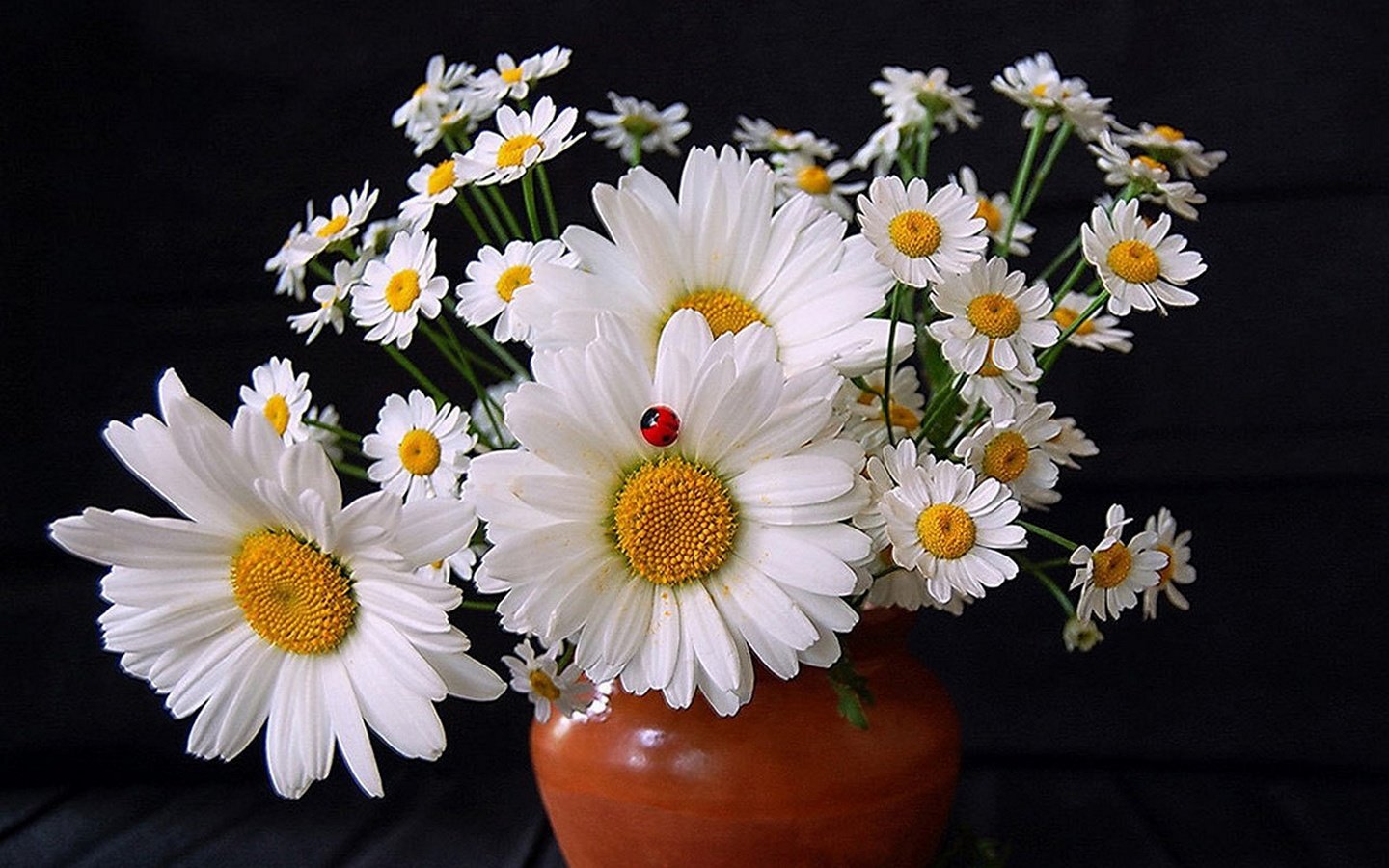 Обои цветы, божьи коровки, ромашки, букет, ваза, flowers, ladybugs, chamomile, bouquet, vase разрешение 1920x1200 Загрузить