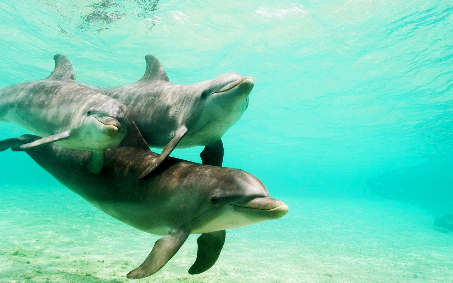 Обои вода, природа, море, семья, дельфины, water, nature, sea, family, dolphins разрешение 1920x1080 Загрузить