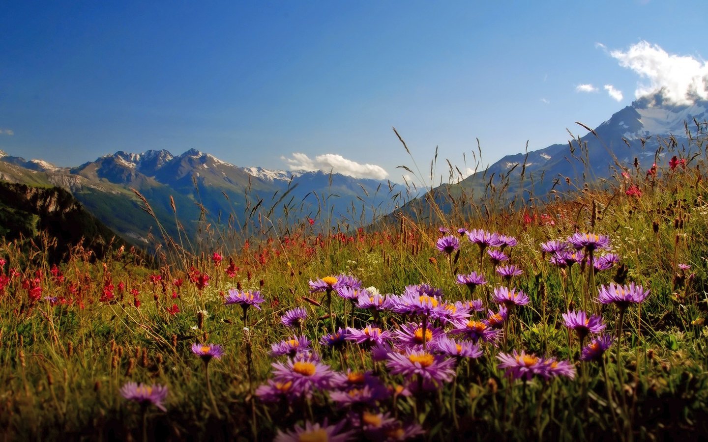Обои цветы, горы, долина, flowers, mountains, valley разрешение 1920x1080 Загрузить