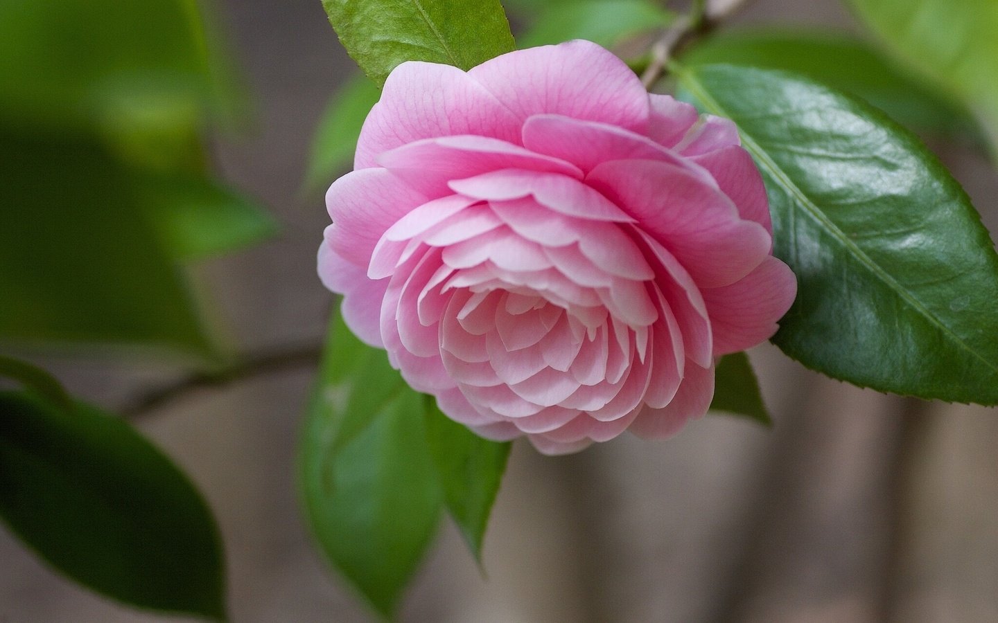 Обои листья, макро, цветок, бутон, розовый, камелия, leaves, macro, flower, bud, pink, camellia разрешение 1920x1200 Загрузить