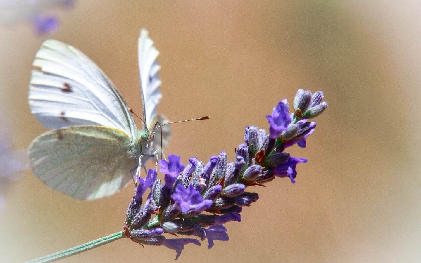 Обои макро, цветок, бабочка, крылья, насекомые, macro, flower, butterfly, wings, insects разрешение 2048x1535 Загрузить