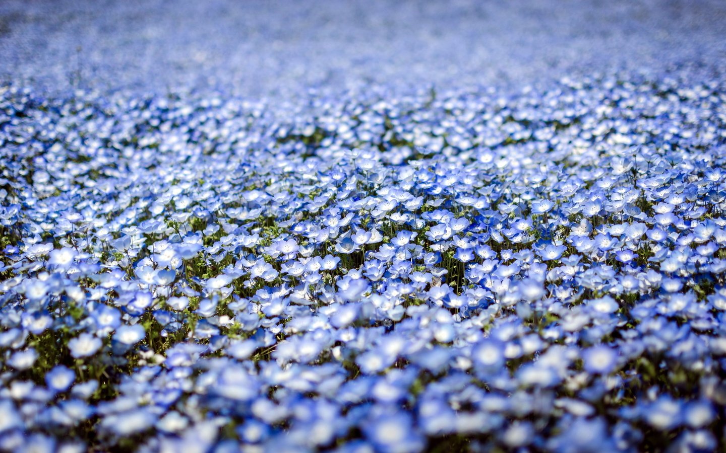 Обои цветы, природа, весна, много, у тебя волос, немофила, flowers, nature, spring, a lot, you have hair, nemophila разрешение 2560x1600 Загрузить