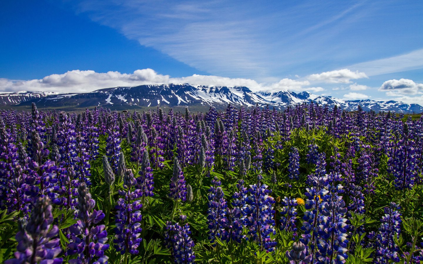 Обои цветы, горы, луг, исландия, flowers, mountains, meadow, iceland разрешение 2048x1365 Загрузить