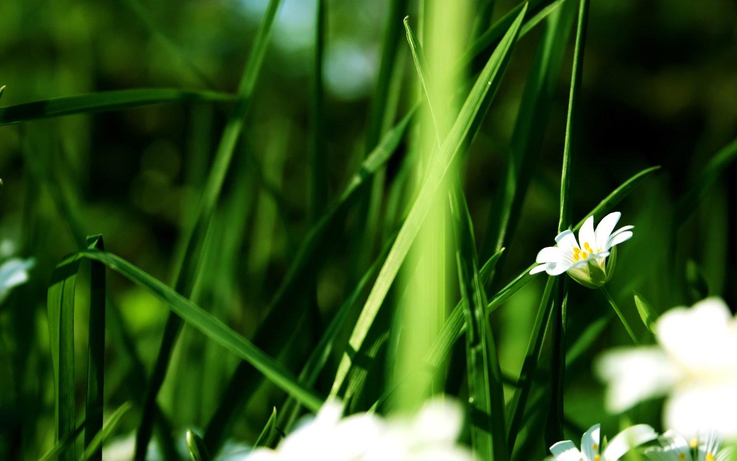 Обои цветы, зелень, белые лепестки, летний цветок, flowers, greens, white petals, summer flower разрешение 1920x1200 Загрузить