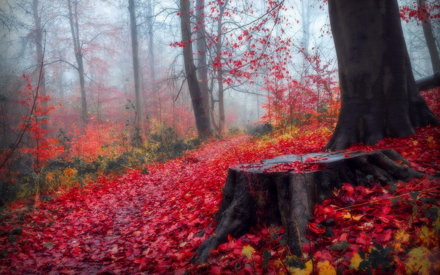 Обои деревья, лес, листья, пейзаж, осень, пенек, trees, forest, leaves, landscape, autumn, stump разрешение 1920x1200 Загрузить