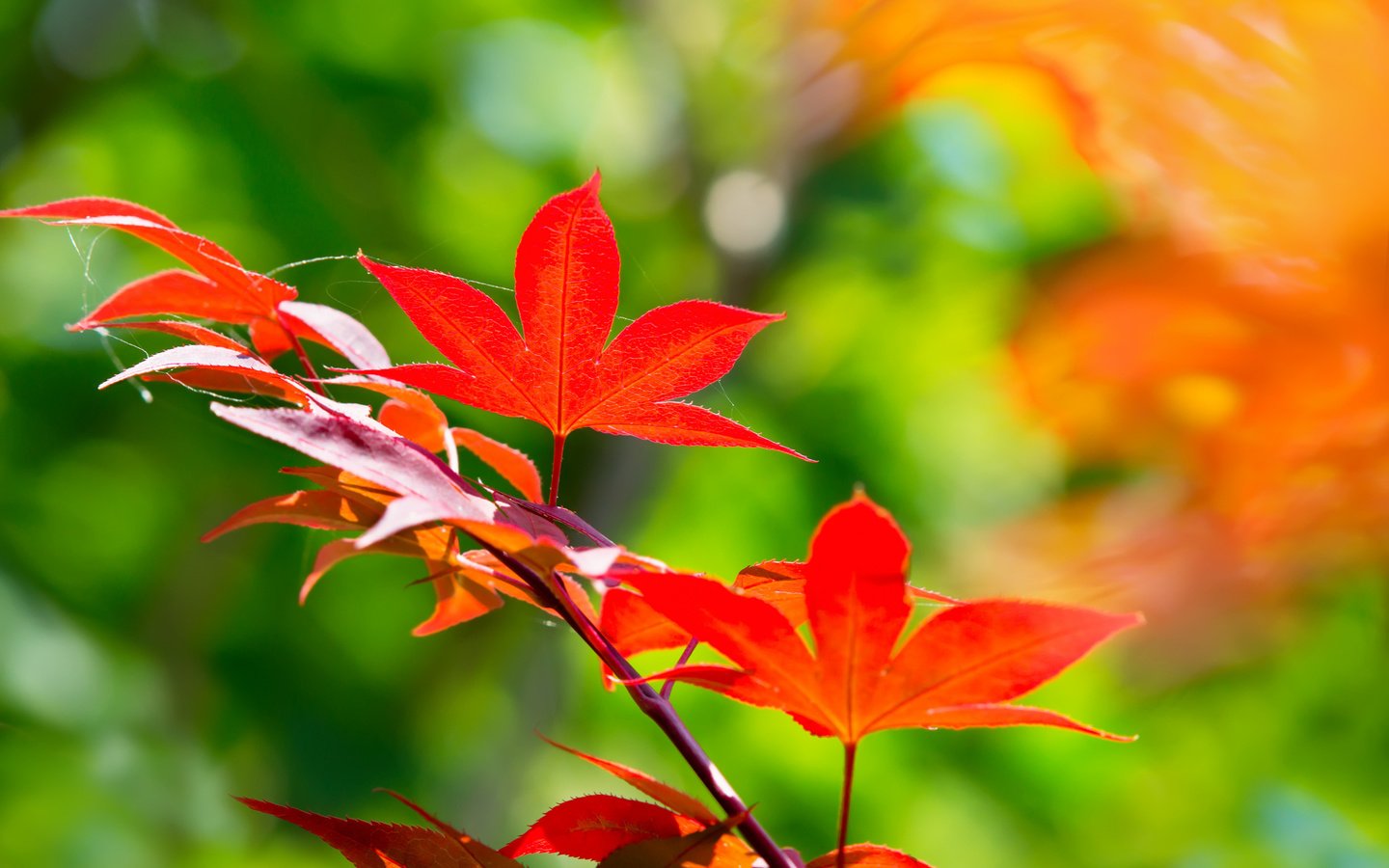 Обои ветка, листья, осень, клен, японский, branch, leaves, autumn, maple, japanese разрешение 2048x1365 Загрузить