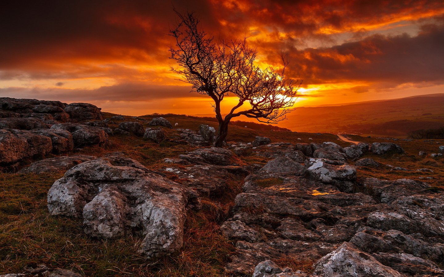 Обои небо, дерево, камни, закат, пейзаж, the sky, tree, stones, sunset, landscape разрешение 1920x1200 Загрузить