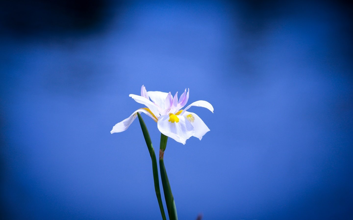 Обои фон, синий, цветок, белый, background, blue, flower, white разрешение 5184x3237 Загрузить