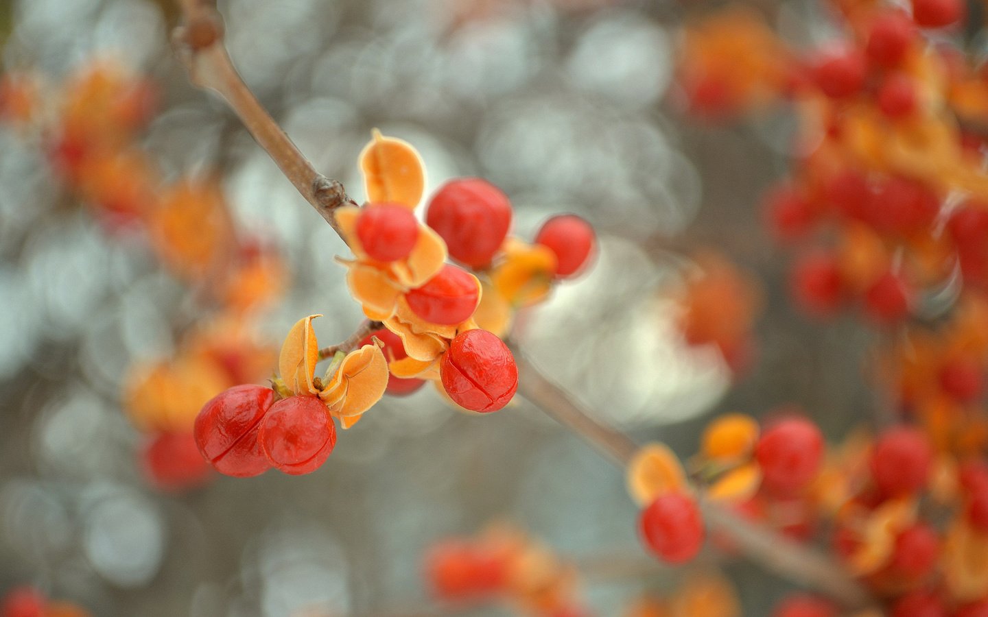 Обои ветка, природа, листья, ягоды, плоды, боке, древогубец, branch, nature, leaves, berries, fruit, bokeh разрешение 2048x1347 Загрузить