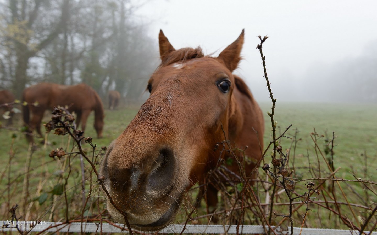 Обои природа, забор, лошади, конь, nature, the fence, horse разрешение 2560x1600 Загрузить