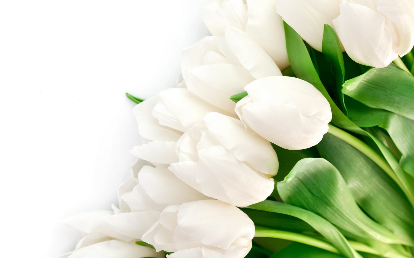 Обои цветы, букет, тюльпаны, белые, flowers, bouquet, tulips, white разрешение 2560x1600 Загрузить