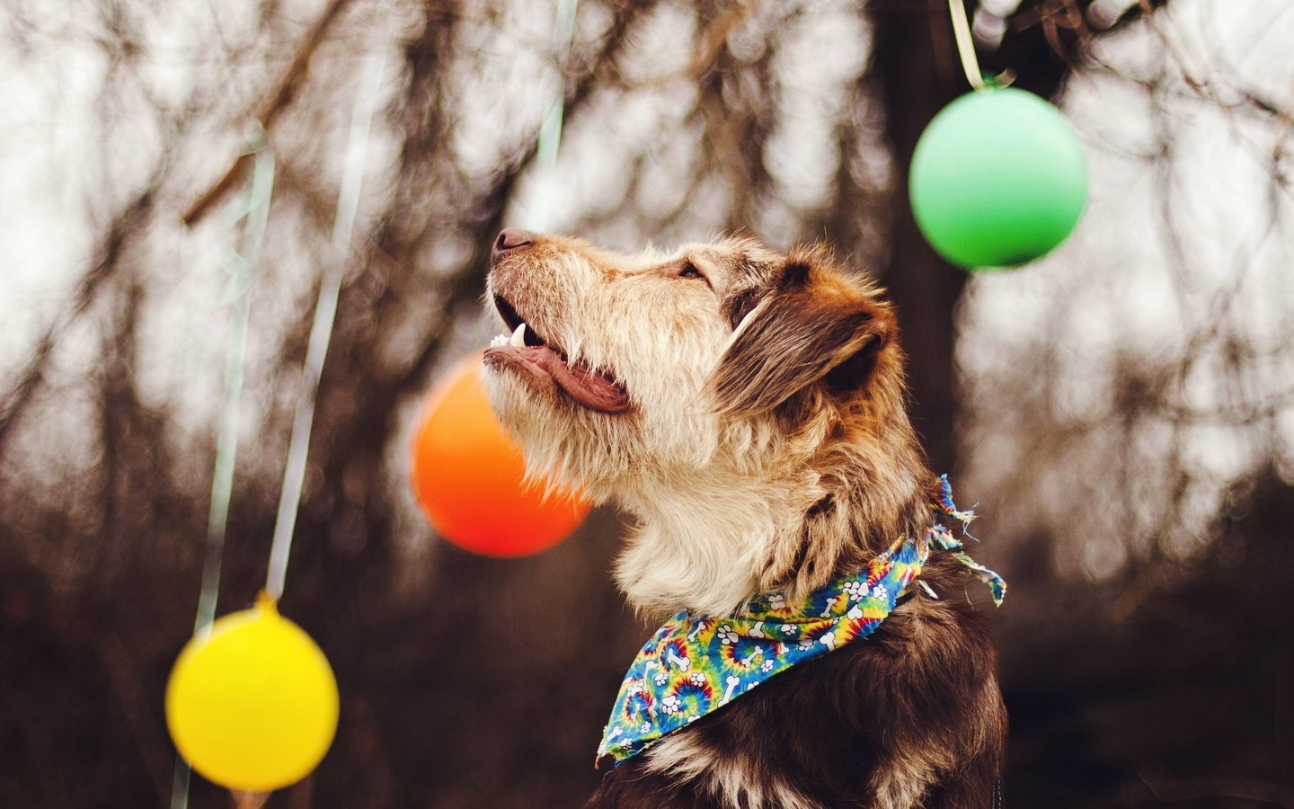 Обои шары, фон, собака, шарики, профиль, друг, платок, balls, background, dog, profile, each, shawl разрешение 2560x1600 Загрузить