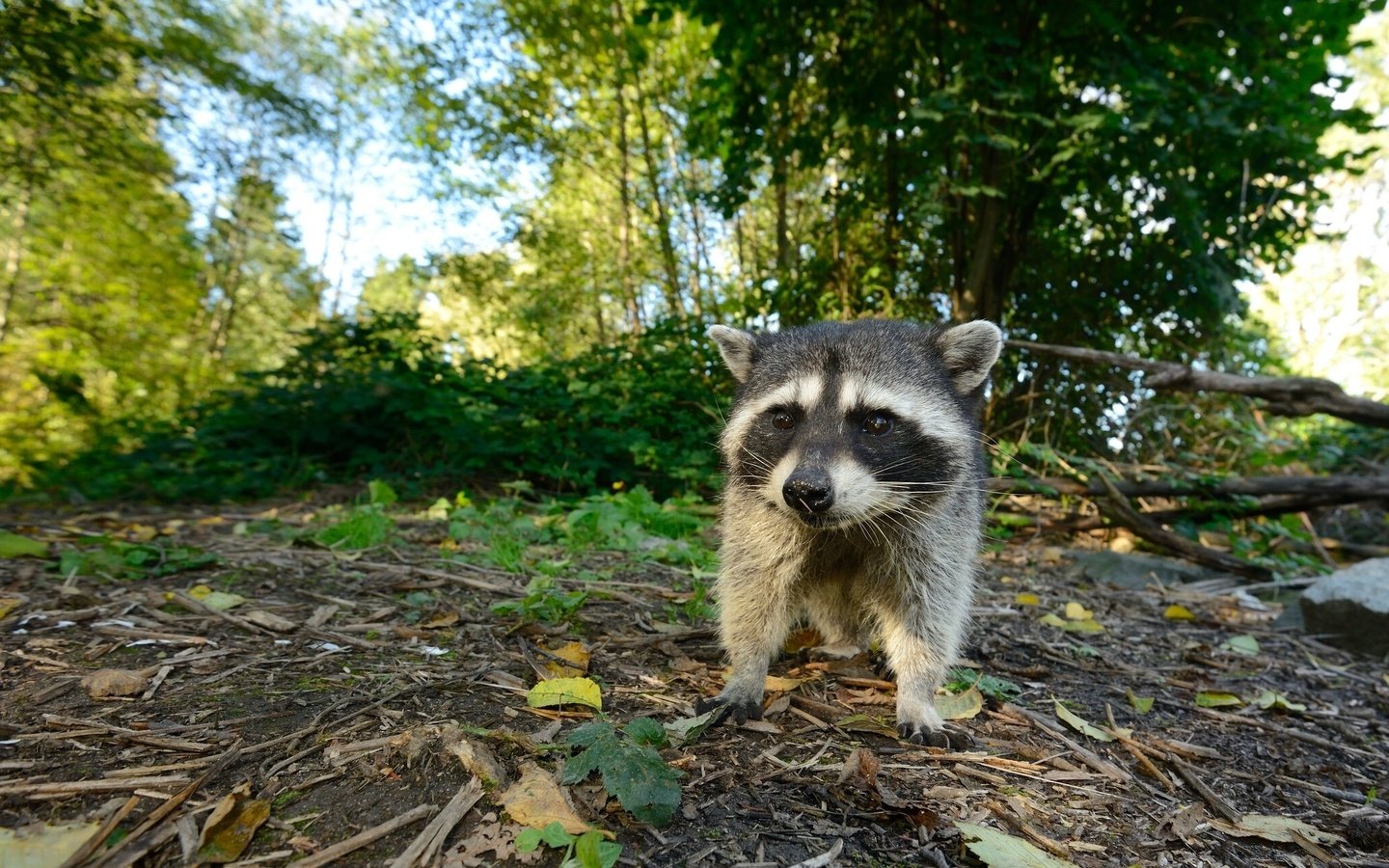 Обои лес, енот, детеныш, forest, raccoon, cub разрешение 2048x1281 Загрузить