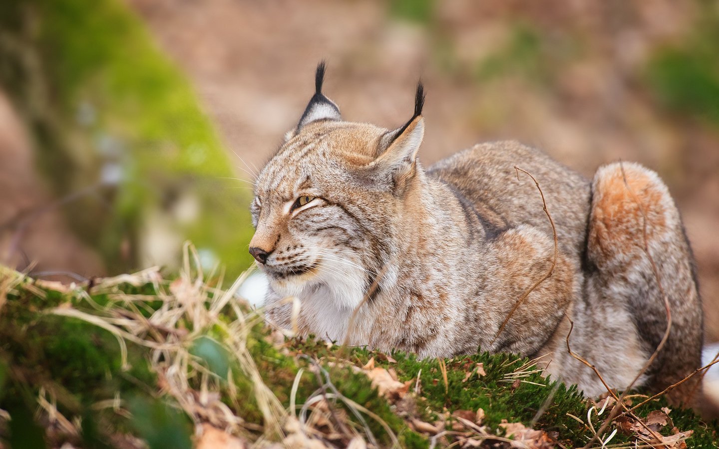 Обои трава, листья, рысь, лежит, grass, leaves, lynx, lies разрешение 2048x1365 Загрузить