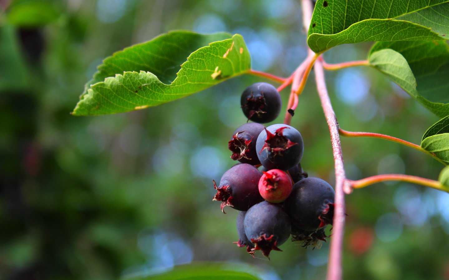 Обои ветка, природа, листья, ягода, ирга, branch, nature, leaves, berry, saskatoon разрешение 4272x2848 Загрузить