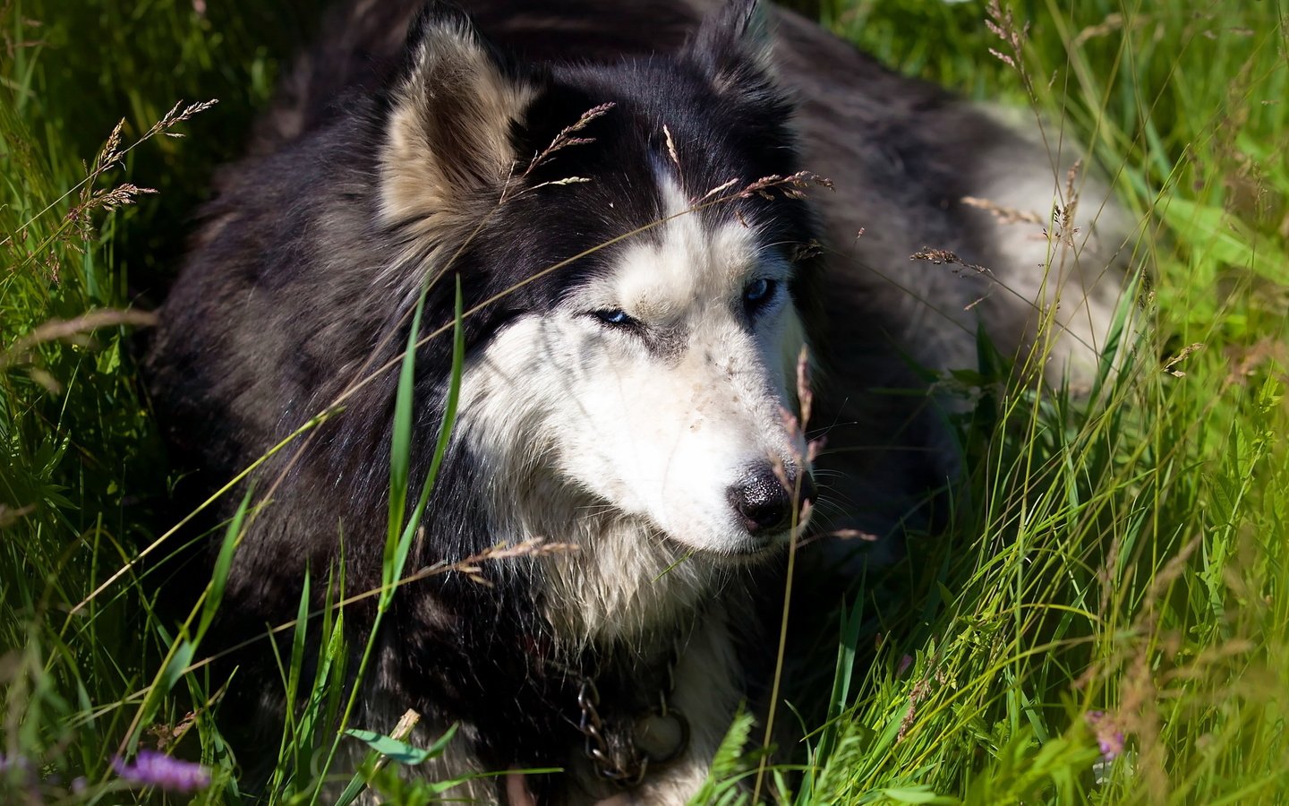 Обои трава, природа, собака, хаски, grass, nature, dog, husky разрешение 2560x1440 Загрузить