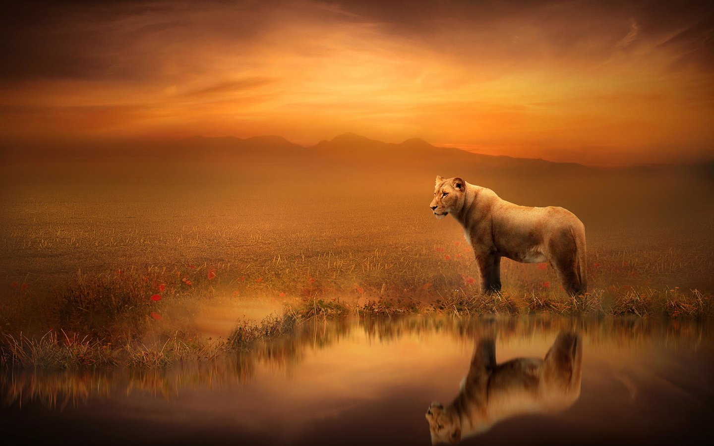 Обои арт, отражение, лев, львица, art, reflection, leo, lioness разрешение 2048x1365 Загрузить