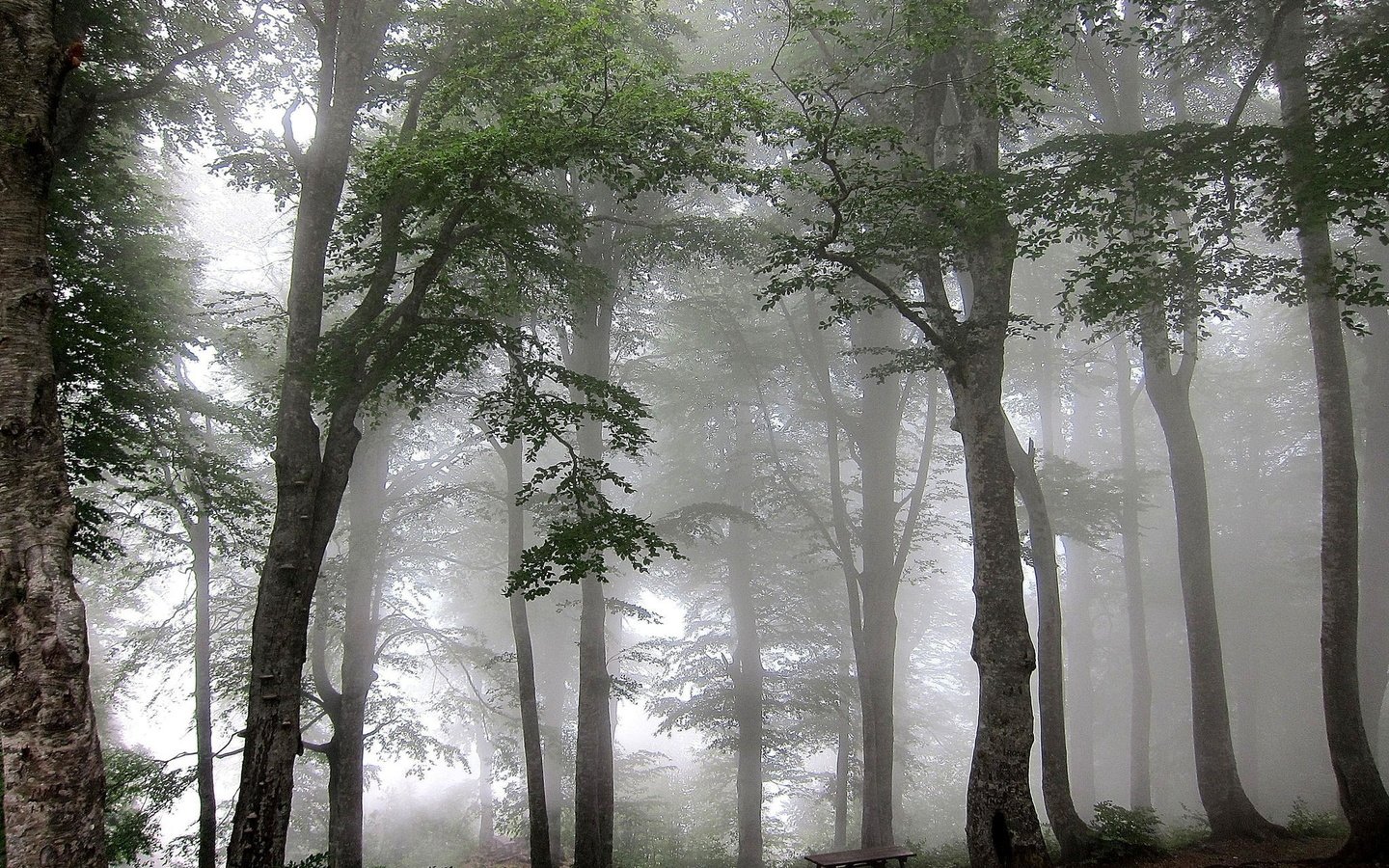 Обои деревья, лес, туман, trees, forest, fog разрешение 2048x1407 Загрузить