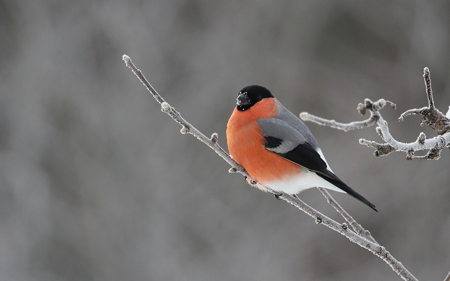 Обои ветка, природа, птицы, снегирь, branch, nature, birds, bullfinch разрешение 3979x2630 Загрузить