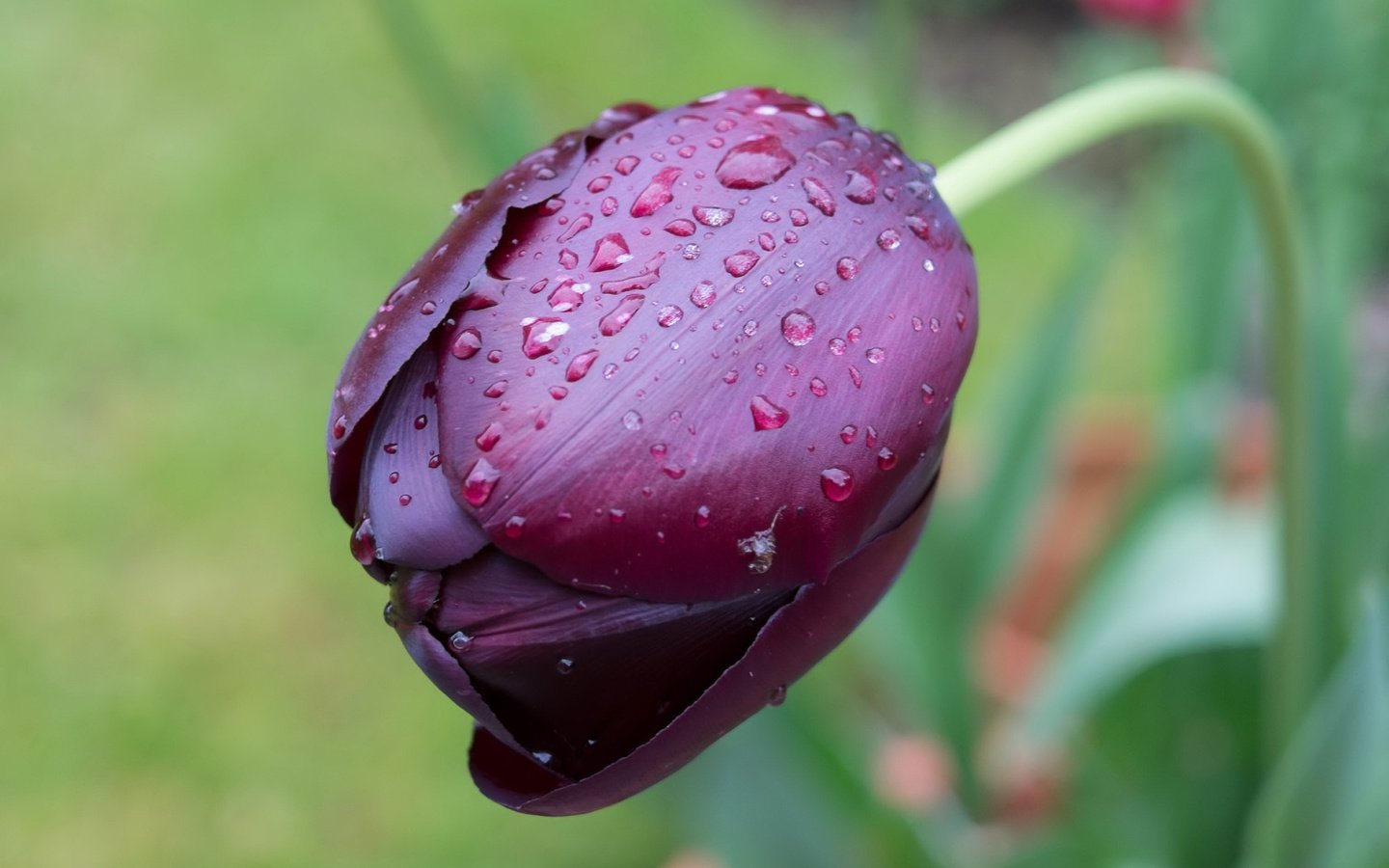 Обои цветок, капли, фиолетовый, тюльпан, flower, drops, purple, tulip разрешение 3018x1926 Загрузить