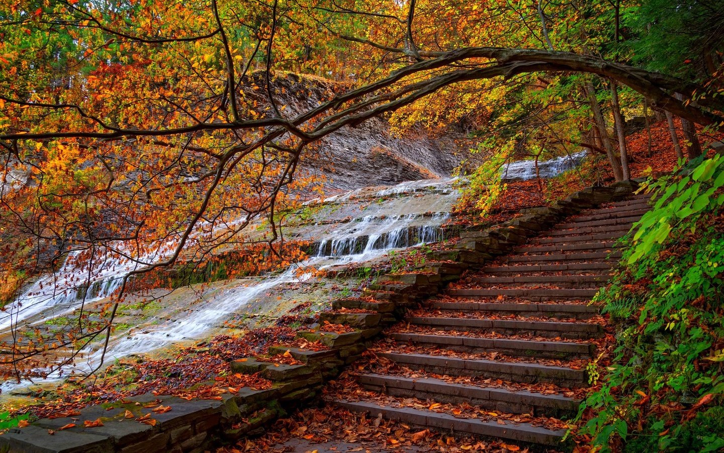 Обои деревья, вода, лестница, ступеньки, парк, листва, осень, поток, trees, water, ladder, steps, park, foliage, autumn, stream разрешение 2048x1367 Загрузить