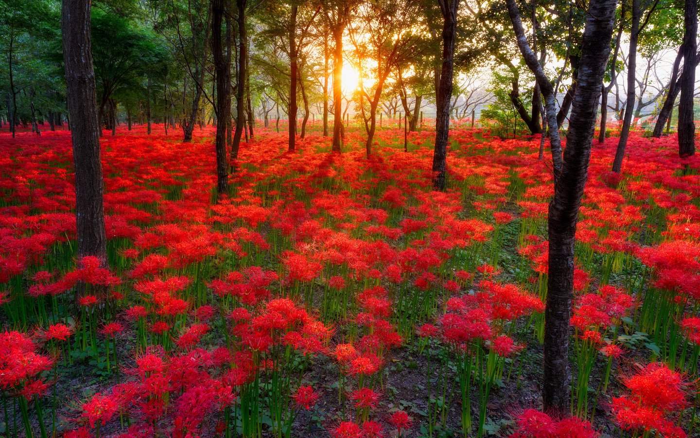 Обои небо, цветы, деревья, солнце, лес, пейзаж, the sky, flowers, trees, the sun, forest, landscape разрешение 2048x1367 Загрузить