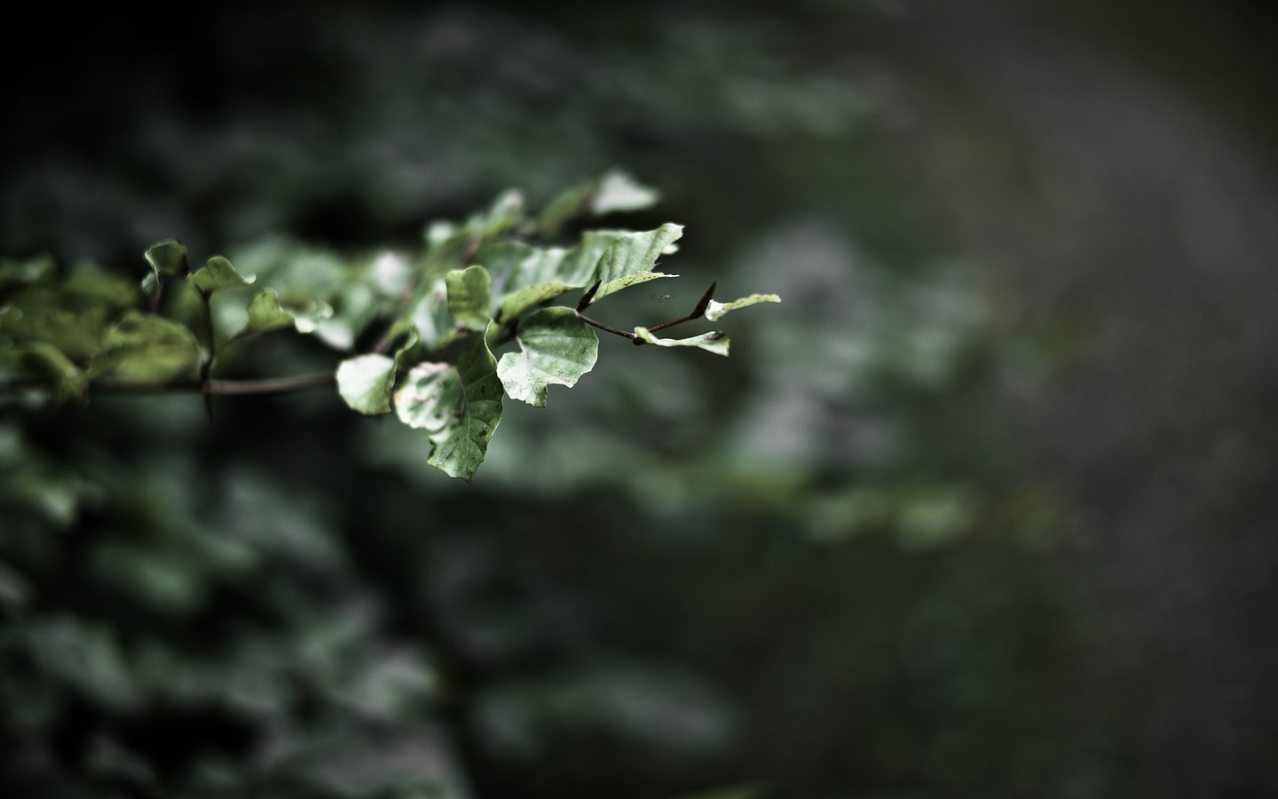 Обои ветка, природа, листья, размытость, branch, nature, leaves, blur разрешение 1920x1200 Загрузить