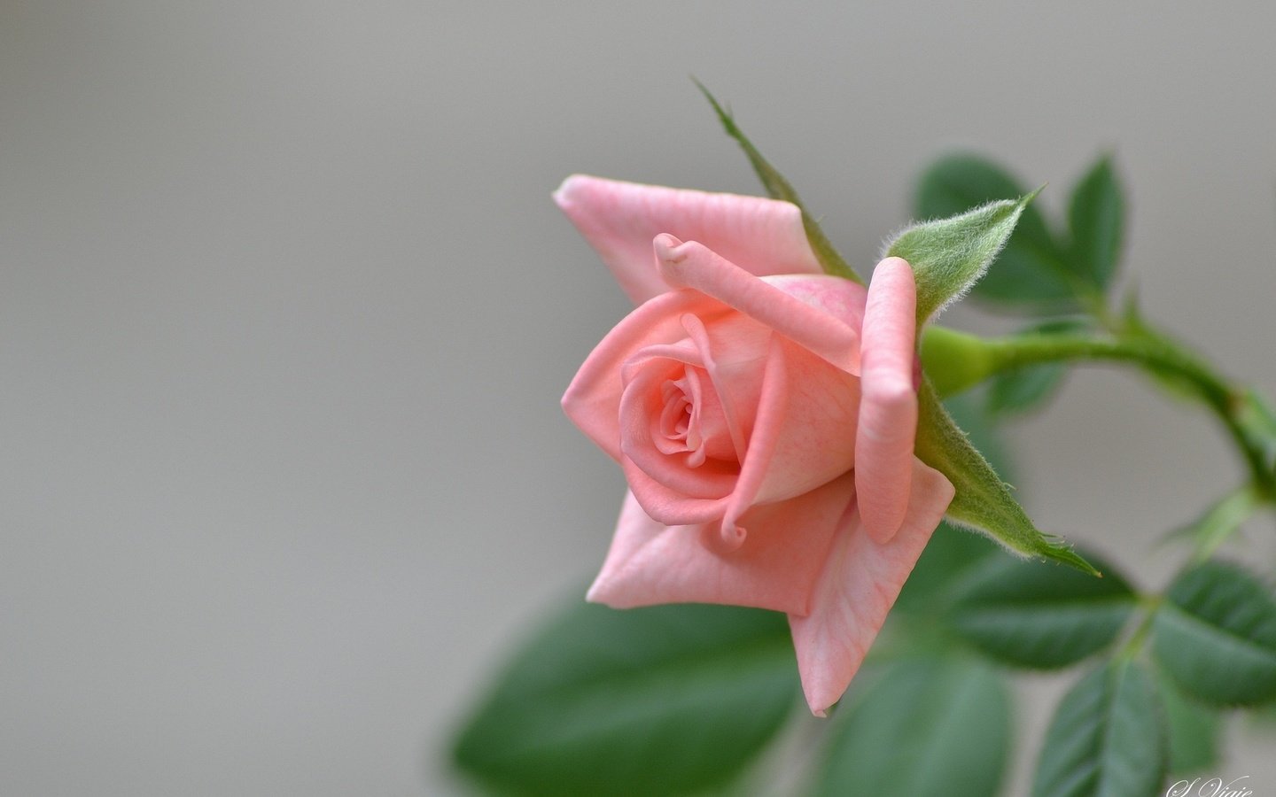 Обои листья, цветок, роза, лепестки, бутон, розовая, leaves, flower, rose, petals, bud, pink разрешение 1920x1280 Загрузить