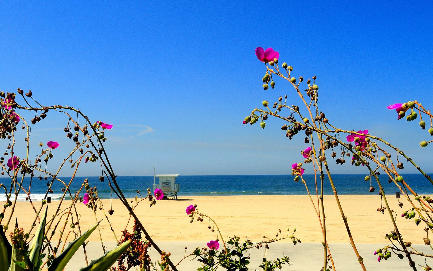 Обои небо, цветы, море, песок, пляж, the sky, flowers, sea, sand, beach разрешение 2048x1365 Загрузить