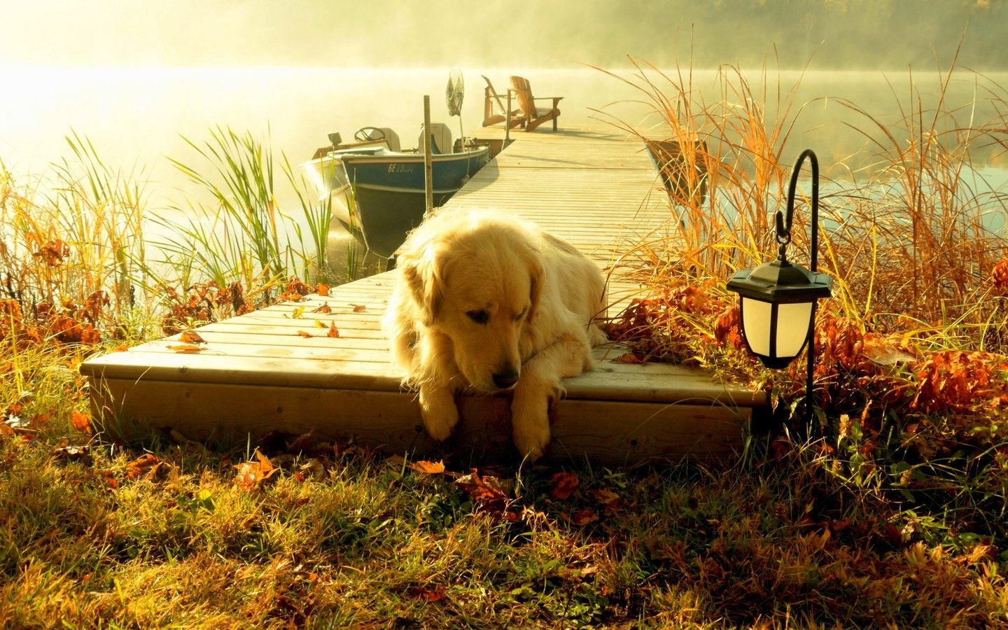 Обои река, пирс, собака, золотистый ретривер, river, pierce, dog, golden retriever разрешение 2048x1368 Загрузить