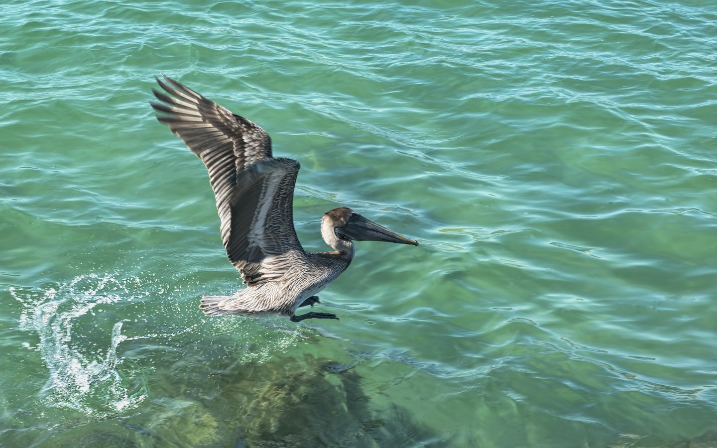 Обои вода, крылья, птицы, клюв, перья, пеликан, water, wings, birds, beak, feathers, pelican разрешение 2048x1206 Загрузить