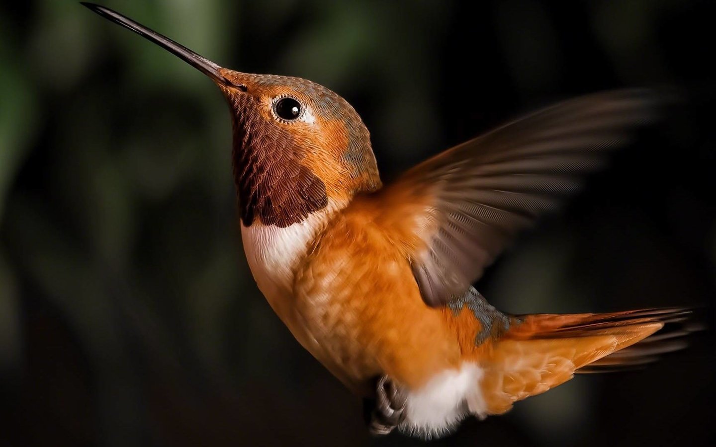 Обои птицы, маленькая, колибри, birds, little, hummingbird разрешение 1920x1080 Загрузить