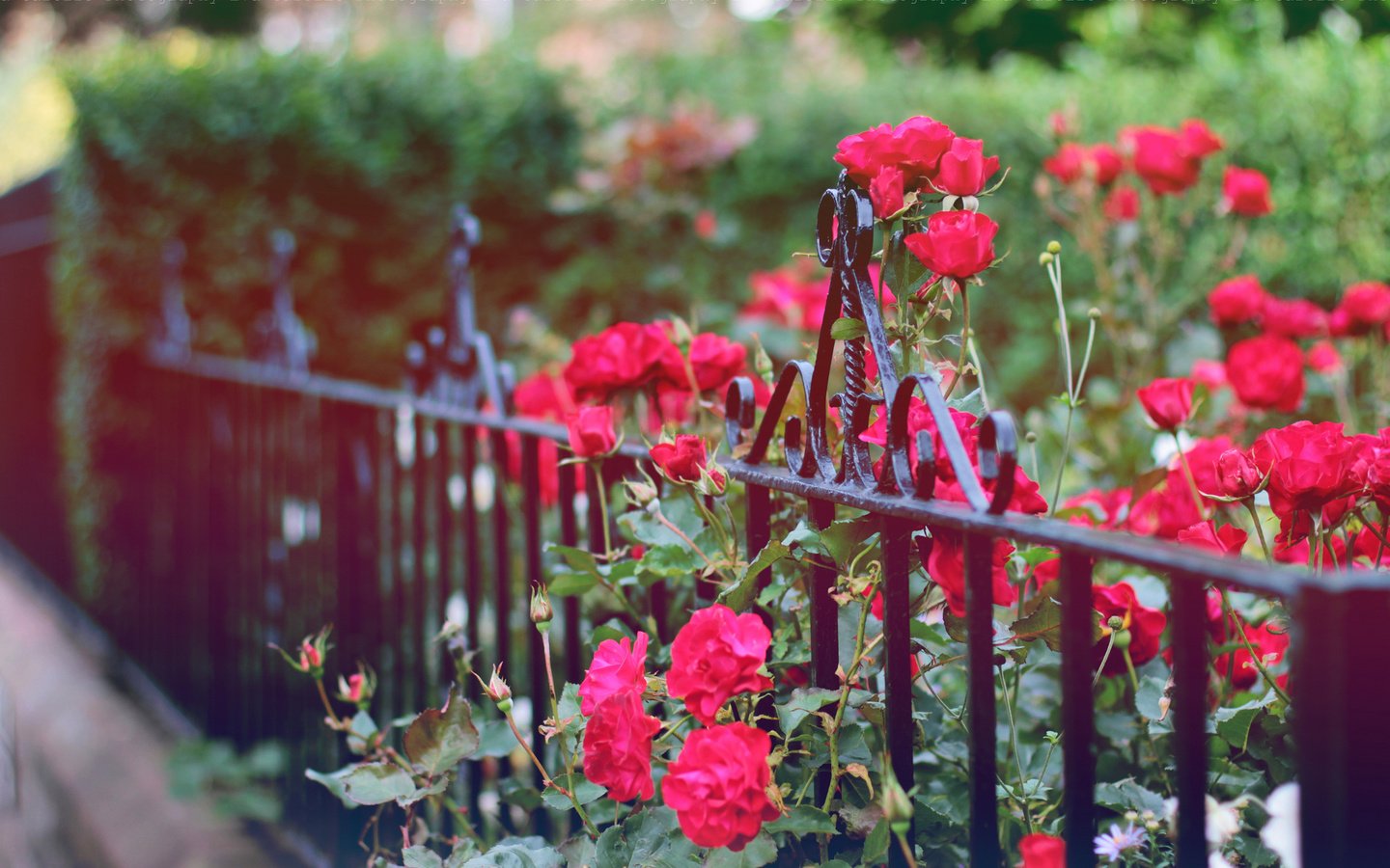Обои цветы, бутоны, розы, лепестки, забор, куст, ограда, flowers, buds, roses, petals, the fence, bush, fence разрешение 2048x1365 Загрузить
