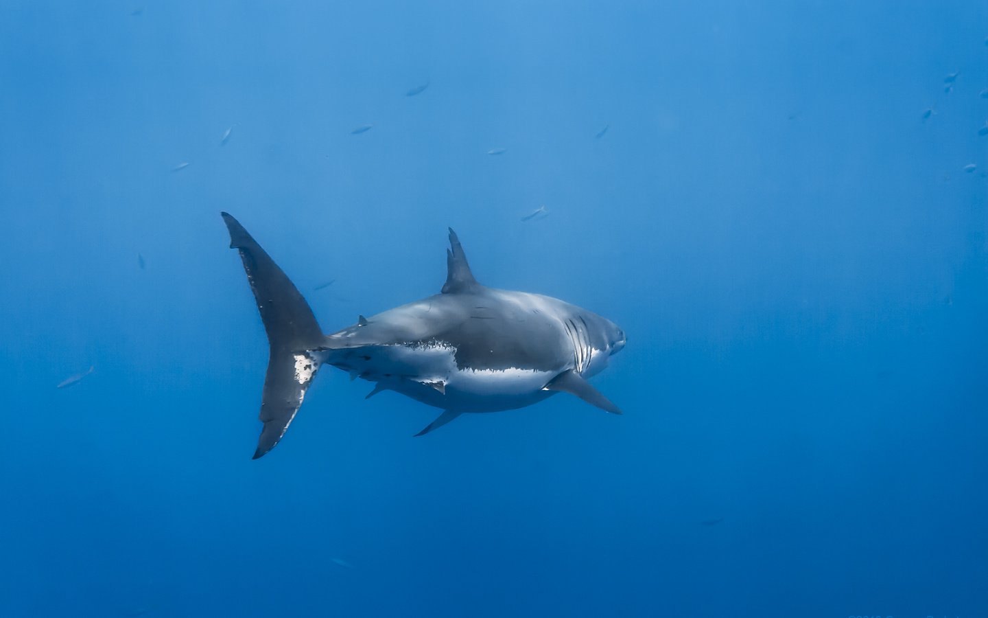 Обои вода, акула, подводный мир, water, shark, underwater world разрешение 3456x2304 Загрузить