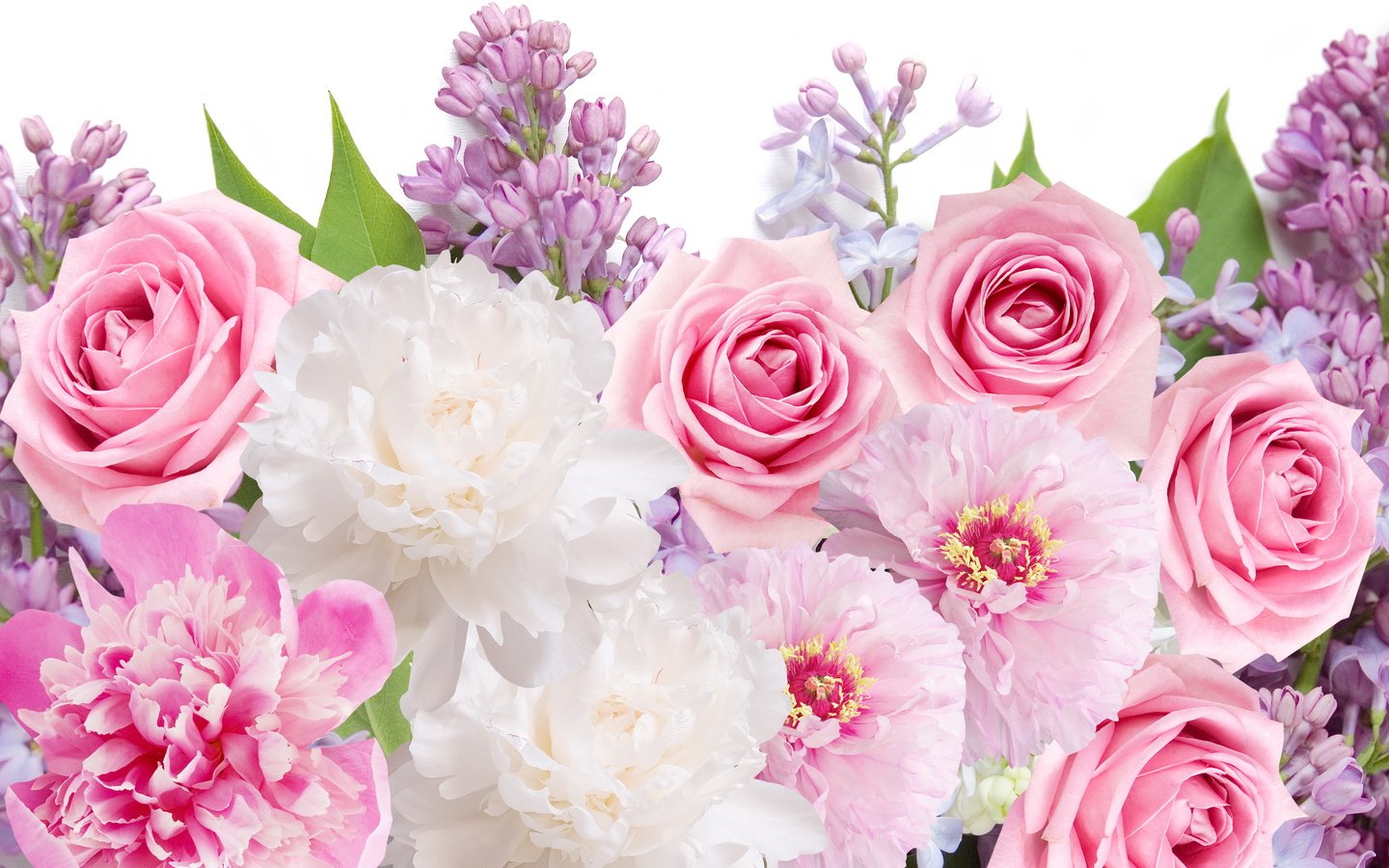 Обои цветы, розы, сирень,  цветы, пионы, роз, lilacs, flowers, roses, lilac, peonies разрешение 5777x3843 Загрузить