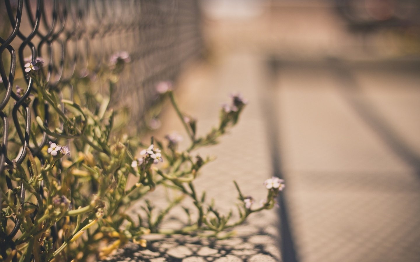 Обои цветы, макро, забор, сетка, ограждение, ограда, flowers, macro, the fence, mesh, fence разрешение 1920x1200 Загрузить