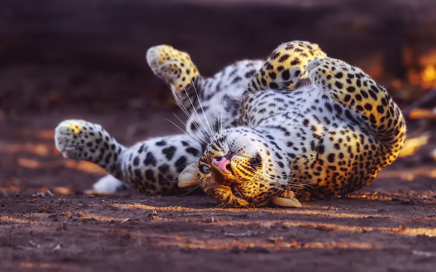 Обои спит, леопард, sleeping, leopard разрешение 1920x1200 Загрузить