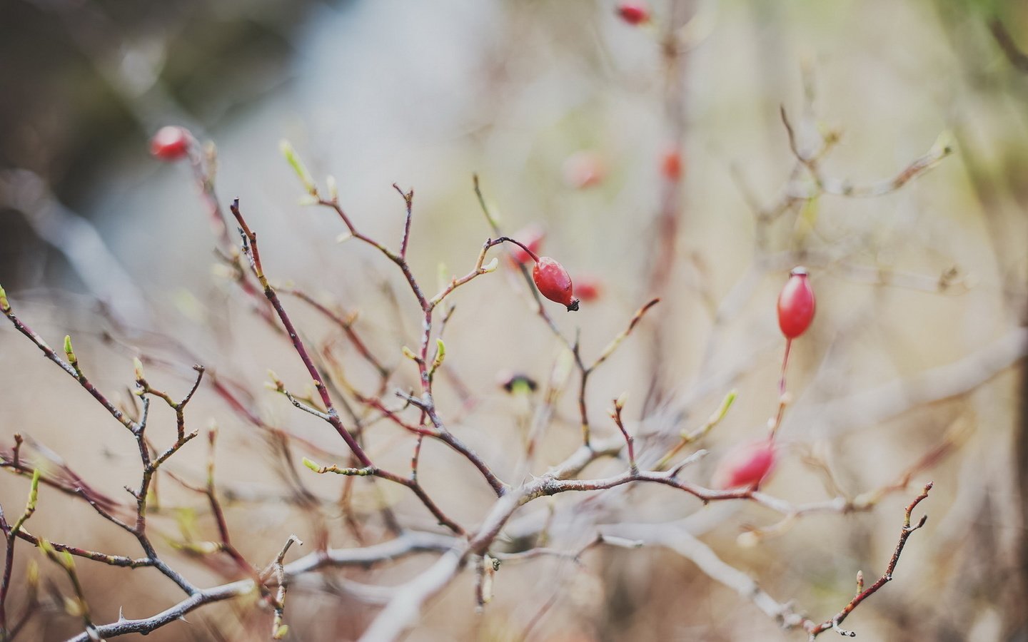 Обои ветка, природа, фон, ягоды, branch, nature, background, berries разрешение 1920x1200 Загрузить