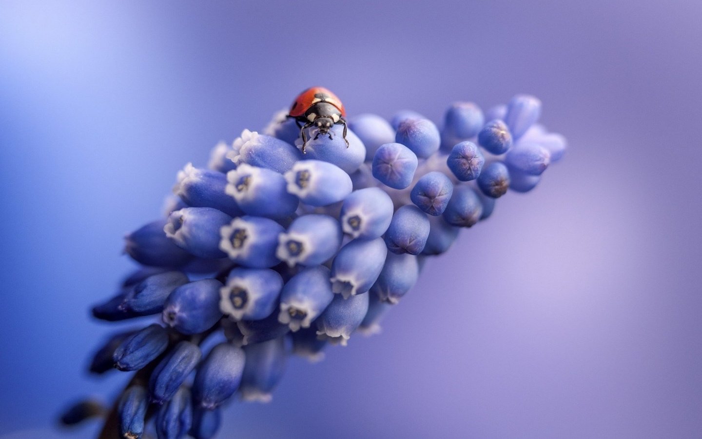 Обои насекомое, цветок, божья коровка, мускари., insect, flower, ladybug, muscari. разрешение 1920x1200 Загрузить