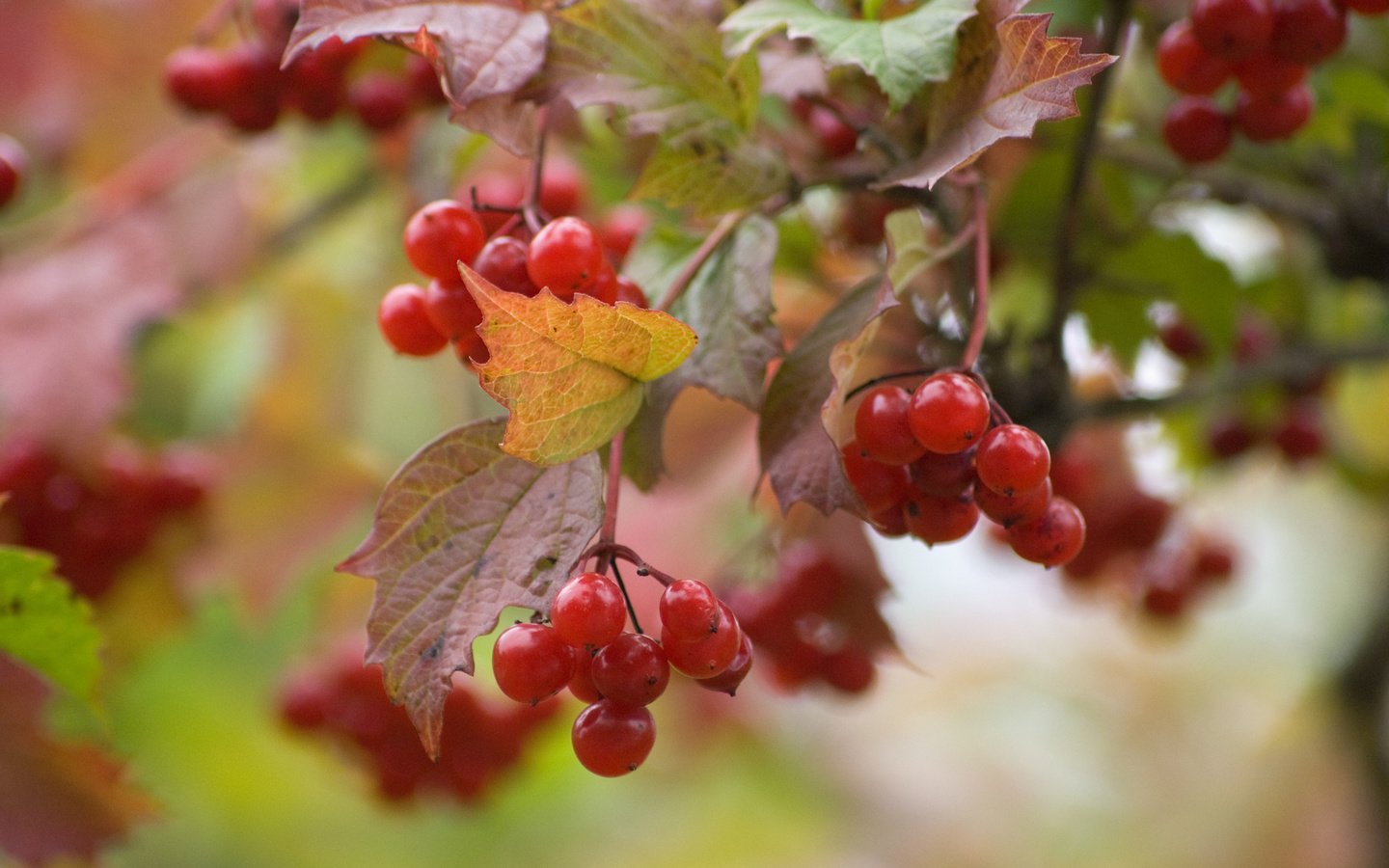 Обои природа, листья, ветки, красная, ягоды, боке, калина, nature, leaves, branches, red, berries, bokeh, kalina разрешение 1920x1285 Загрузить